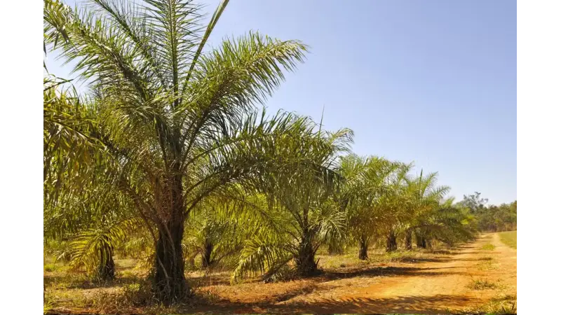 Uso da Macaúba como biocombustível sustentável
