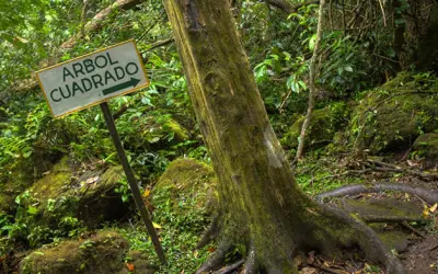 ‘Vale das Árvores Quadradas’ intriga cientistas e atrai turistas no Panamá