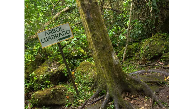 ‘Vale das Árvores Quadradas’ intriga cientistas e atrai turistas no Panamá