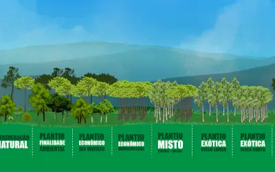 Vale a pena plantar florestas nativas? Conheça 4 formas