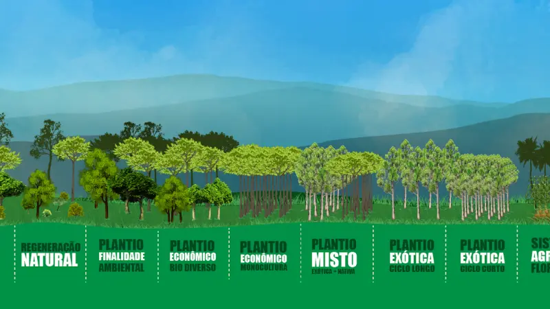 Vale a pena plantar florestas nativas? Conheça 4 formas