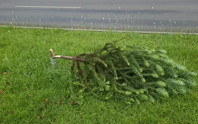 VANDALISMO: Mais de 80 árvores nativas plantadas por voluntários são destruídas em Curitiba