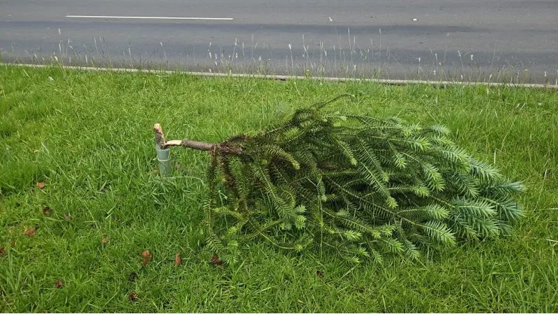 VANDALISMO: Mais de 80 árvores nativas plantadas por voluntários são destruídas em Curitiba