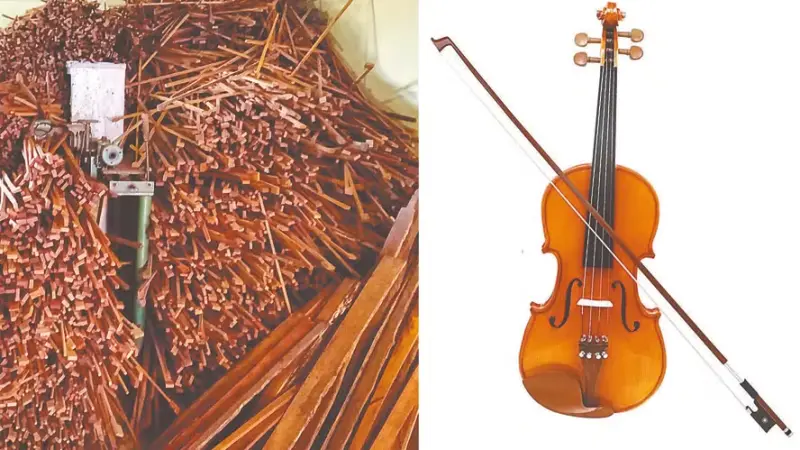 Venda ilegal de pau-brasil para arcos de violino movimenta R$ 1 bilhão