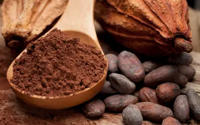 Vírus em árvore do Cacau ameaça produção mundial de chocolate