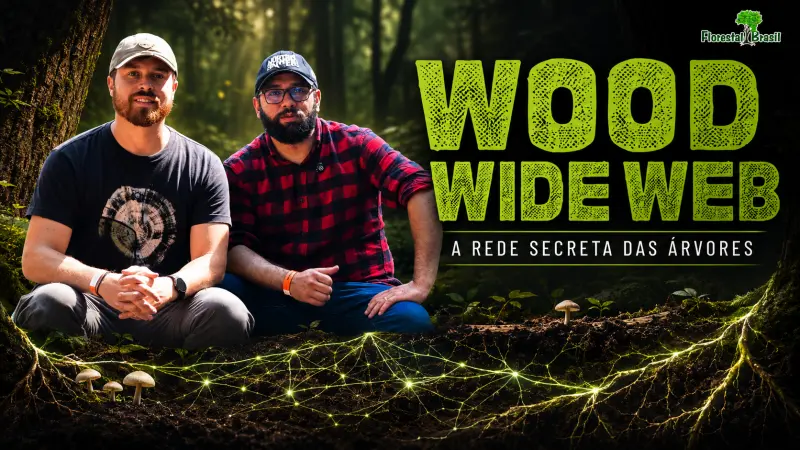 Wood Wide Web: o segredo oculto debaixo das florestas