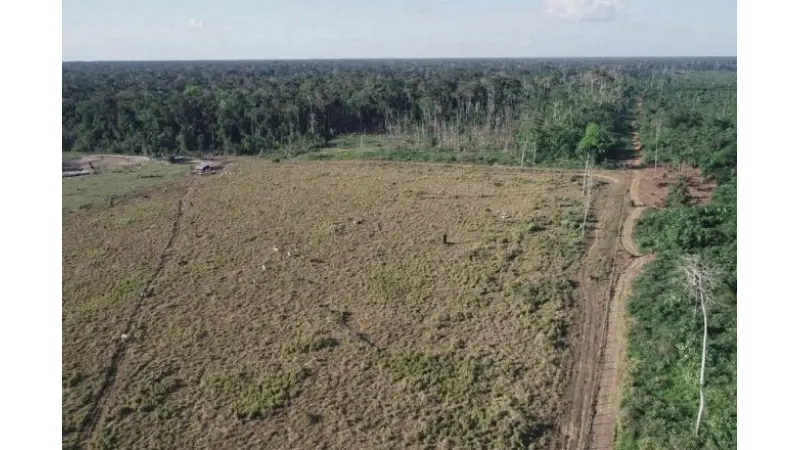 Zona de desenvolvimento sustentável incentivou desmatamento na fronteira entre os estados do Amazonas, Acre e Rondônia